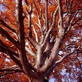 Beech tree