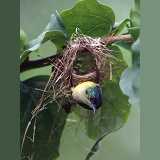 Sunbird nest-building