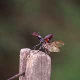 Stag Beetle take off
