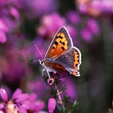 Small Copper on heather