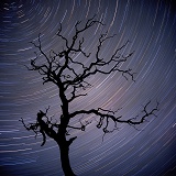 Dead tree and star swirl