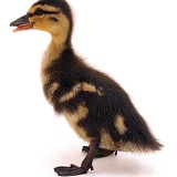 Mallard duckling