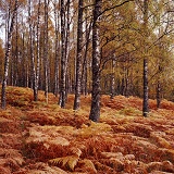 Birch forest 3D 1 R