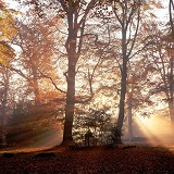 Mist and sunbeams in the New Forest 3D 1 R