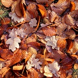 Fallen beech and oak leaves