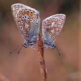 Common Blues with dew