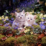 Kittens among woodland flowers