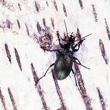 Ground beetle on birch bark