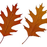 Autumnal oak leaves