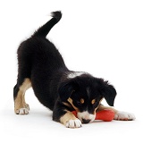 Border Collie puppy with toy