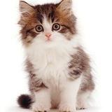Brown Tabby-and-white kitten