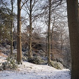 Weston Wood - 4 seasons - Winter