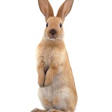 Young Sooty Fawn Rabbit standing up