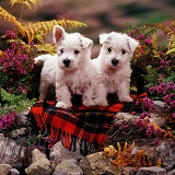 Westie pups among heather