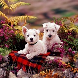 Westie pups among heather