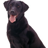 Black Labrador bitch