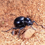 Tokitok beetle