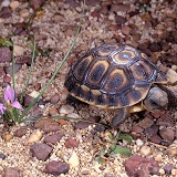 Hatchling tortoise