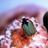 Green chafer on protea