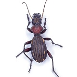 Diurnal ground beetle