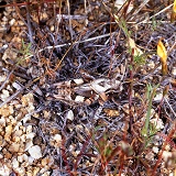 Camouflaged grasshopper