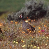 Guinea Fowl in spring flowers