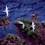 Tropic birds in flight