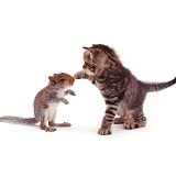 Playful kitten and Grey Squirrel