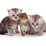 Kittens and Grey Squirrel