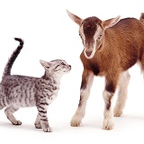 Silver kitten and goat
