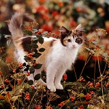 Cat among autumn berries