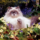 Longhaired kitten among woodland flowers