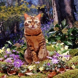 Bengal cat among woodland flowers