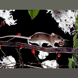 Yellow-necked Mouse with a nut