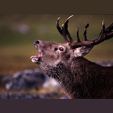 Red Deer stag belling