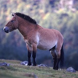Przewalski's Wild Horse