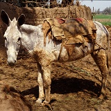 Donkey in Egypt