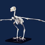 Bird of prey skeleton