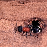 Velvet ant, Namibia
