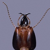 Soldier termite head