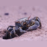 Sand crab cleaning eyes