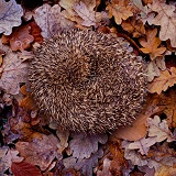 Hedgehog curled up