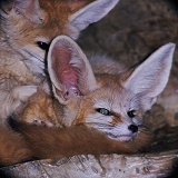 Desert Foxes