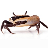 Fiddler Crab