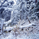 Snow subalpine forest