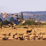 Canada Geese landing