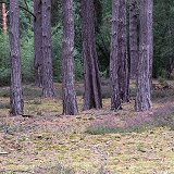 Pine woods 3D 2 R