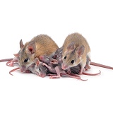 Spiny mice with babies