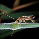Tawny Cockroach