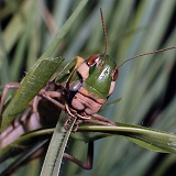 Green locust eating grass